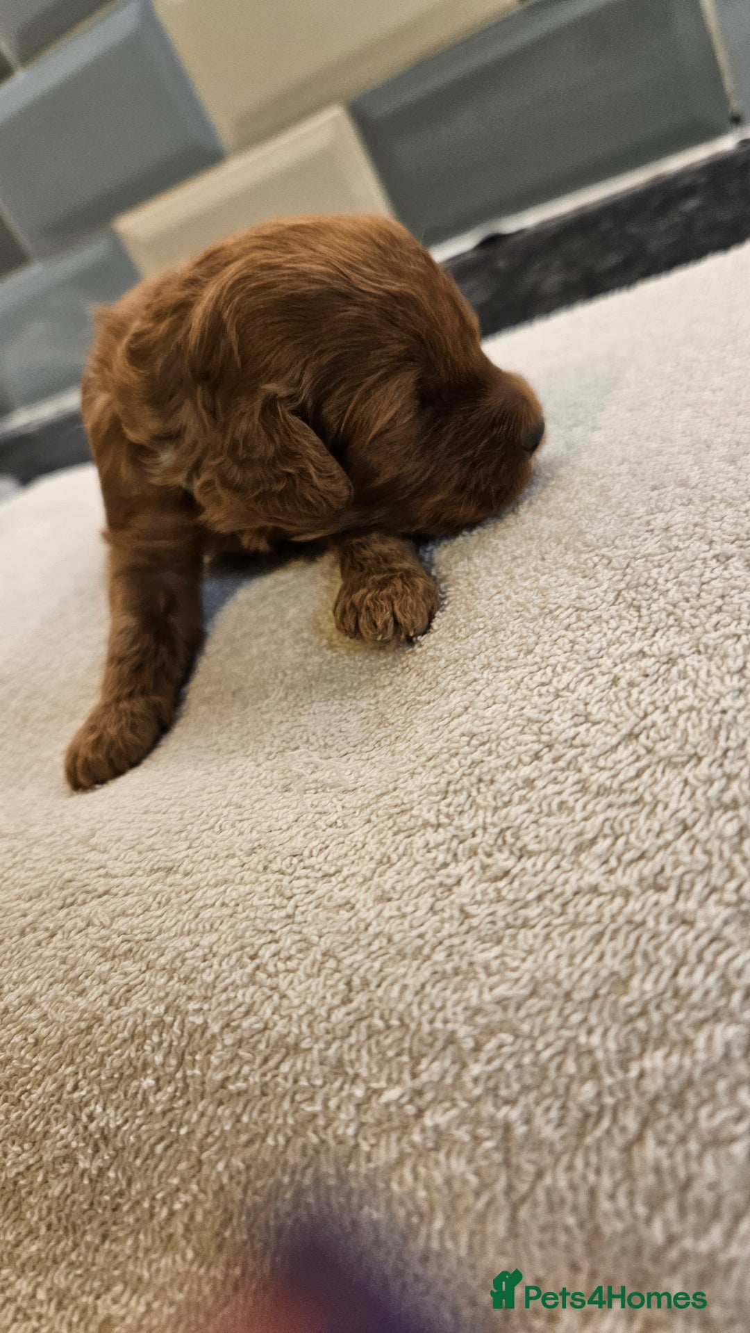 Cockapoo dogs for sale: Beautiful PRA F1B puppies - Image 15
