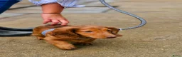 Miniature Dachshund dogs for sale: 1 male puppy left miniature Dachshund - Advert 3