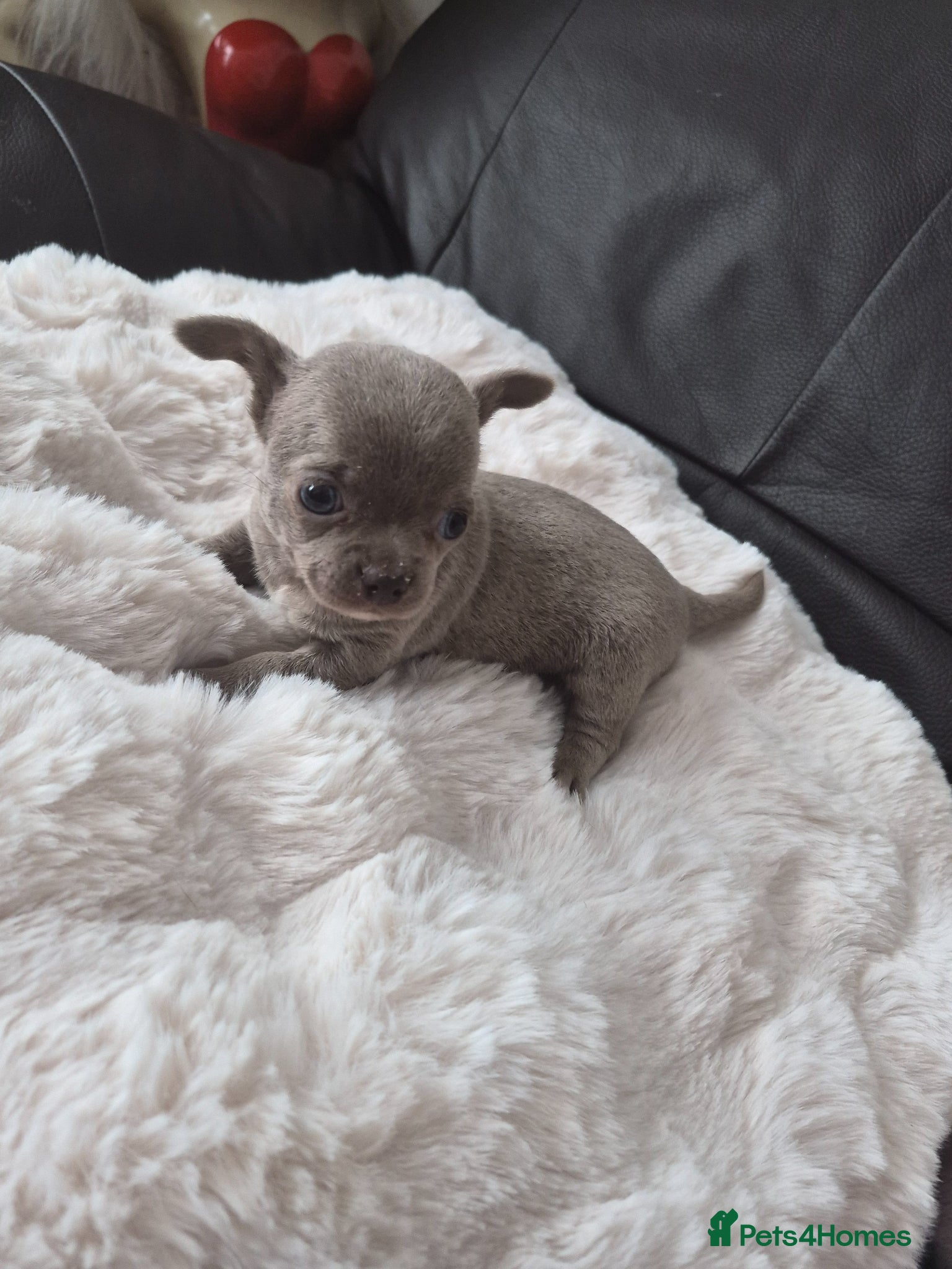 Chihuahua dogs Beautiful Full Pedigree Chihuahuas - Advert 8