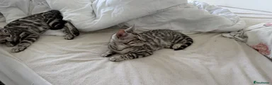 Bengal Kitten 6