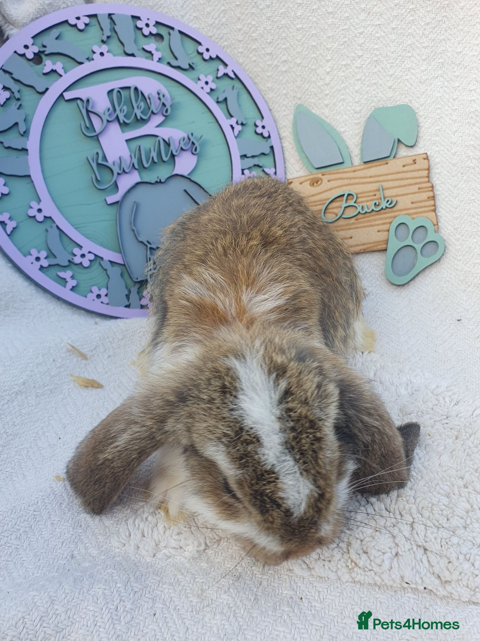 French Lop rabbits Giant French Lop Babies - Advert 1