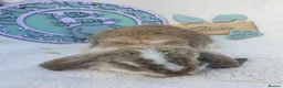 French Lop rabbits for sale: Giant French Lop Babies - Advert 3