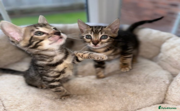 Bengal cats - Advert 2