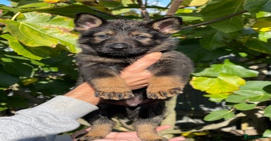 German Shepherd dogs - Advert 6