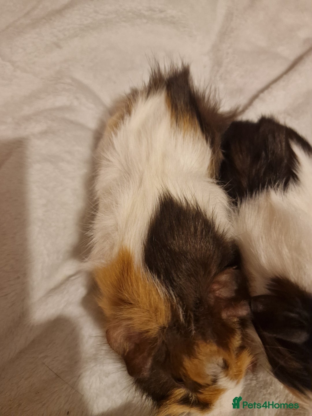 Guinea Pig rodents for sale: Trio male guineas - Advert 5