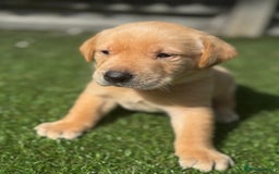 Labrador Retriever dogs for sale: Beautiful top kc line Labrador puppy’s  - Image 13