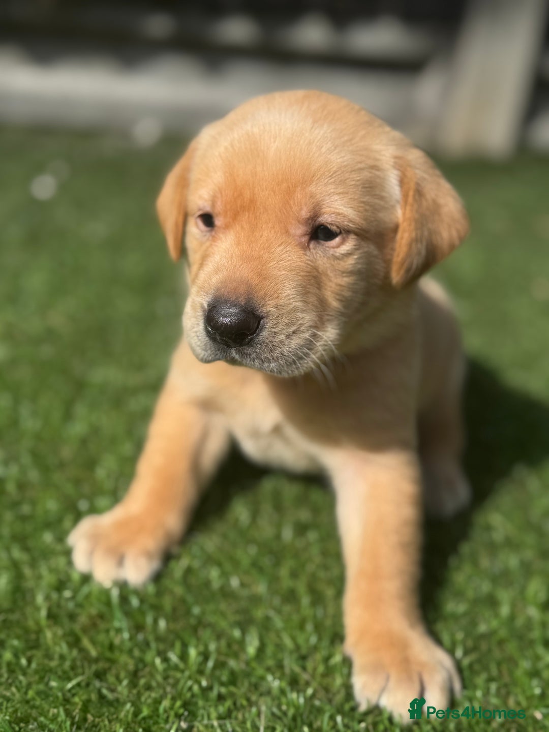 Labrador Retriever dogs for sale: Beautiful top kc line Labrador puppy’s  - Image 13