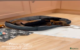 Yorkshire Terrier dogs for sale: Yorkshire terrier  **   - Advert 16