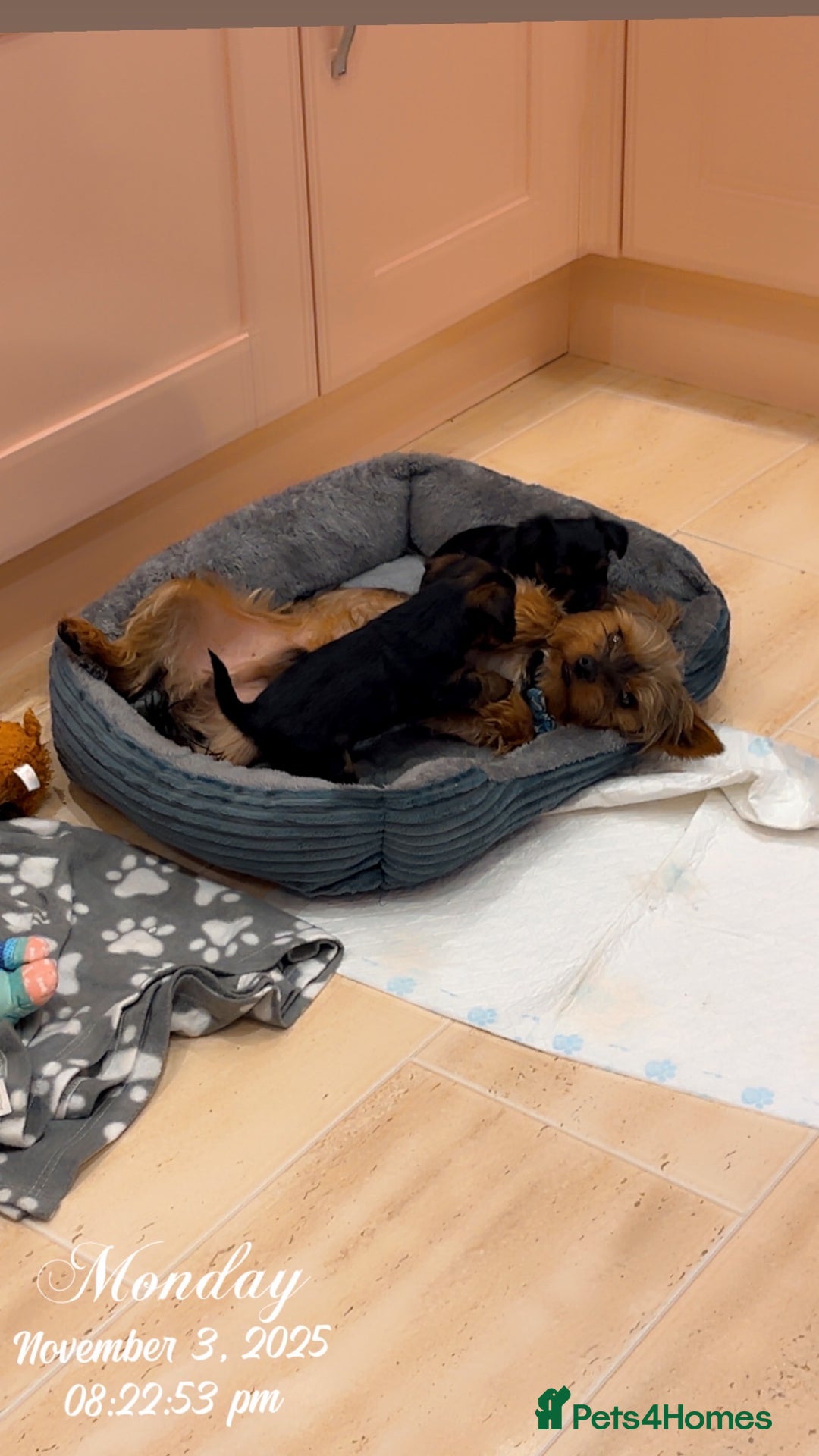 Yorkshire Terrier dogs for sale: Yorkshire terrier  **   - Advert 16