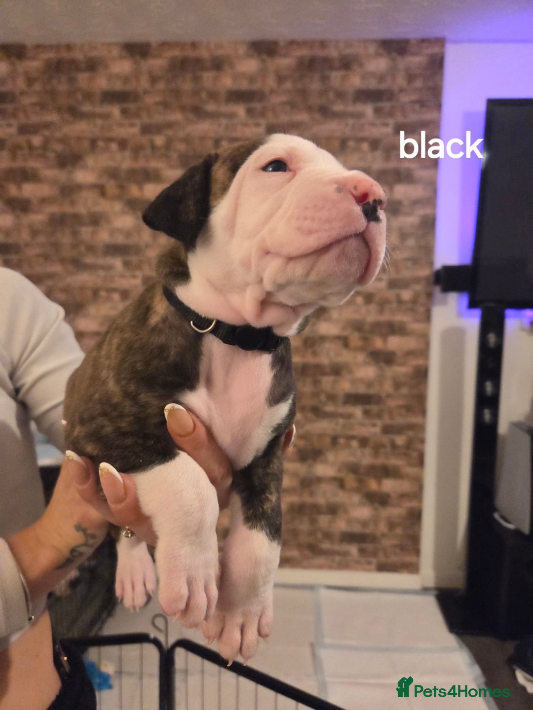 American Bulldog dogs for sale: AMERICAN BULLDOGS PURE BREEDS  - Advert 2