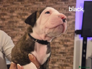 American Bulldog dogs AMERICAN BULLDOGS PUPPIES - Advert 6
