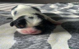 Cavalier King Charles Spaniel dogs for sale: 4 beautiful chunky puppies. 4 days old - Image 9