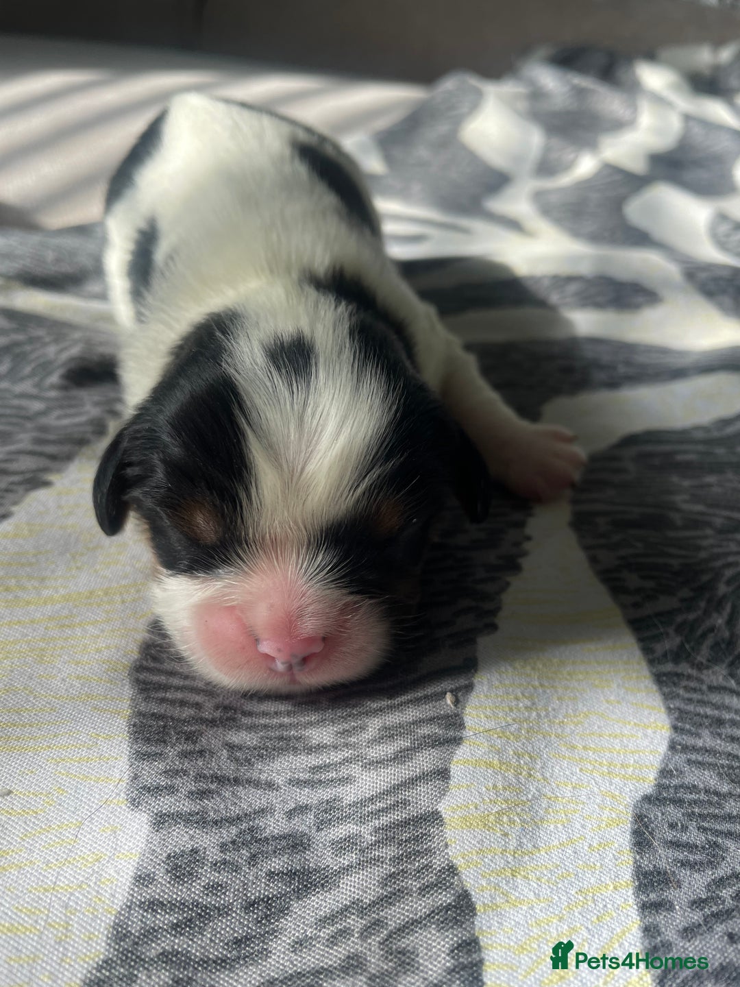 Cavalier King Charles Spaniel dogs for sale: 4 beautiful chunky puppies. 4 days old - Image 9