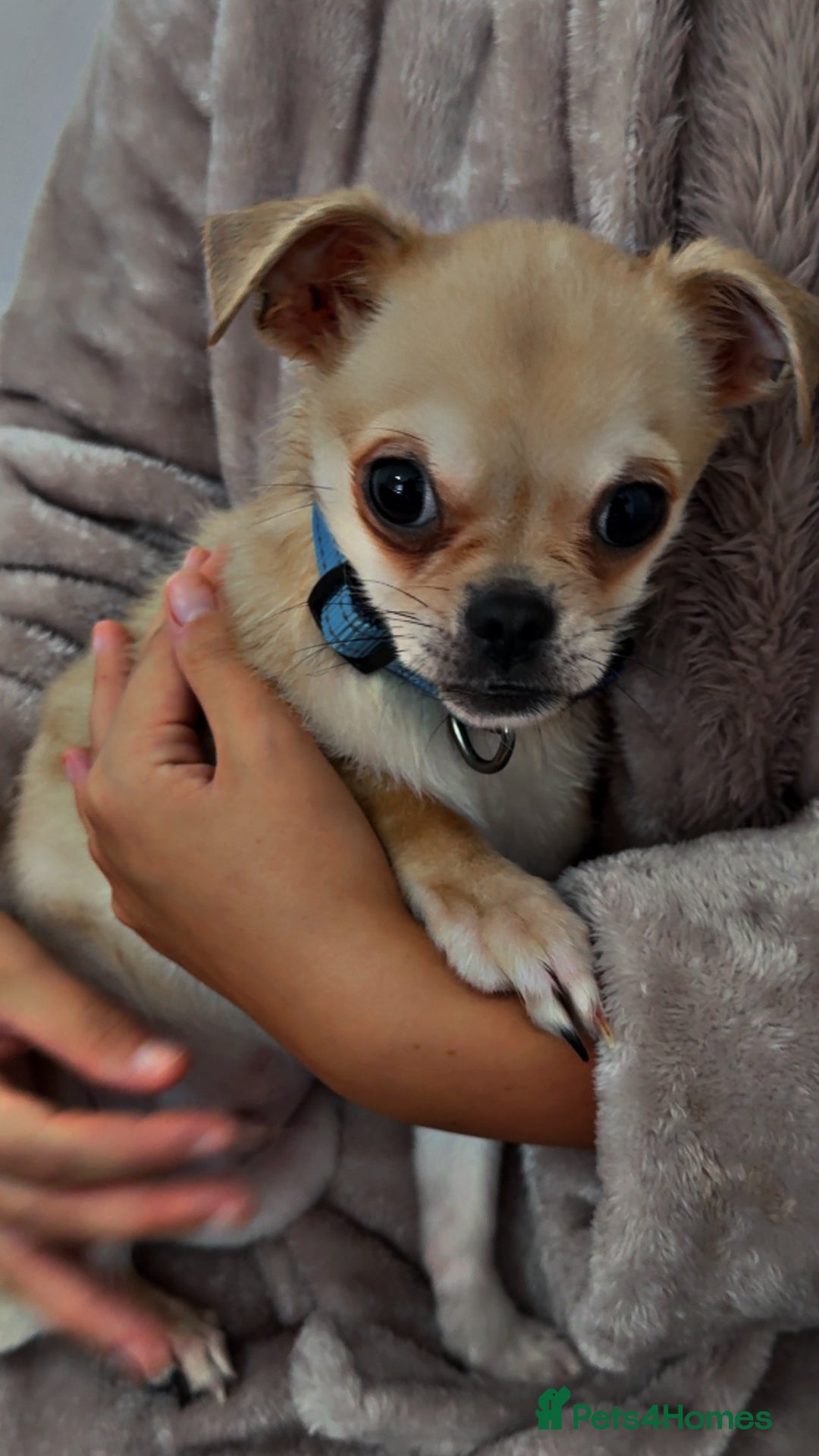 Chug dogs for sale: Chug male  - Image 4