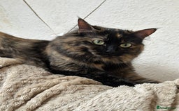 Ragdoll cats for sale: Retired Queen - Image 4