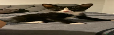 Tuxedo kitten GIRL