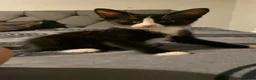 Mixed Breed cats for sale: Kittens  in London - Advert 13