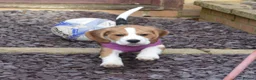 Beagle dogs for sale: CH Sired, Fully Health Tested, KC Reg, Beagle Pups - Advert 11