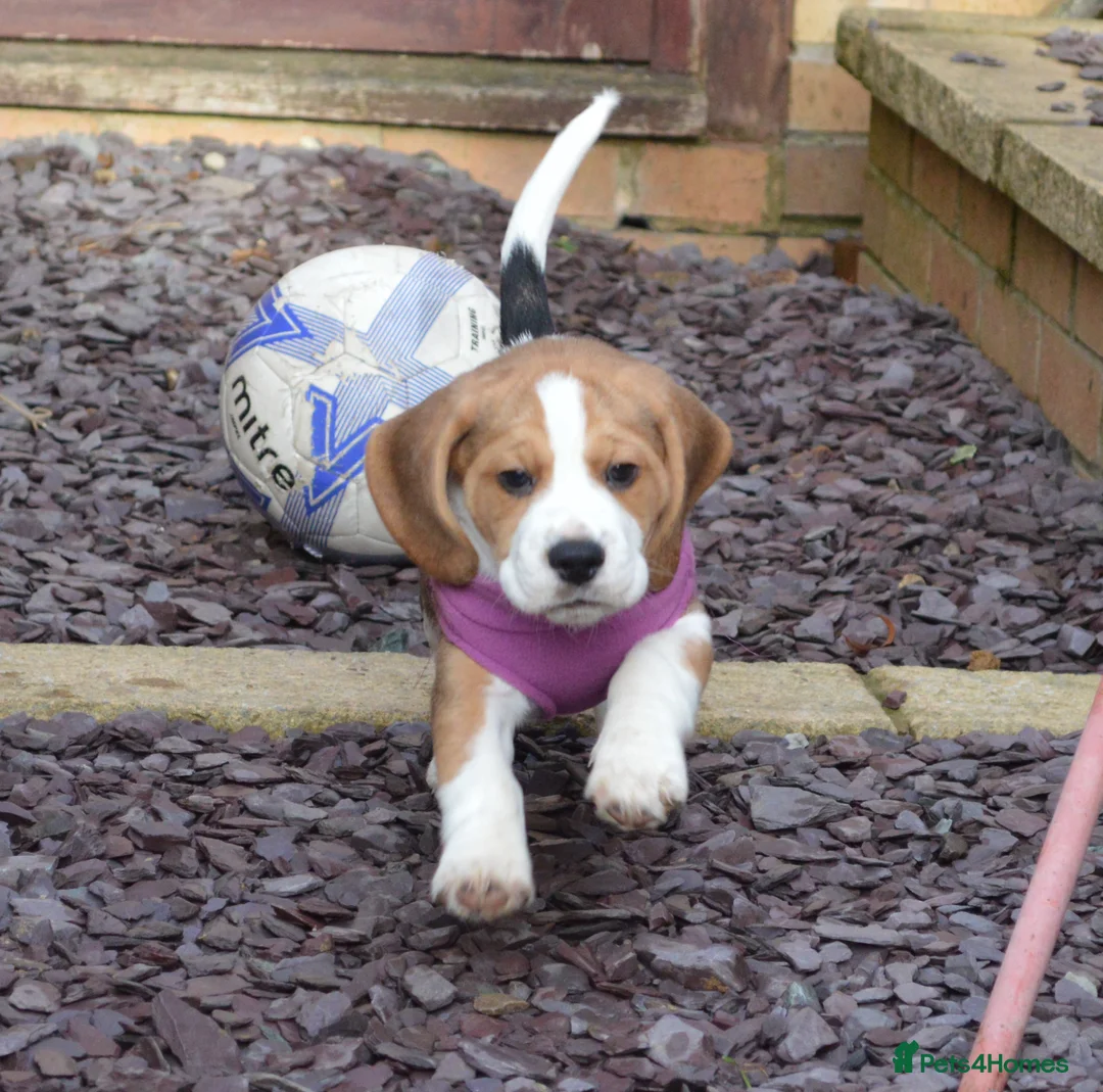 Beagle dogs for sale: CH Sired, Fully Health Tested, KC Reg, Beagle Pups - Advert 11