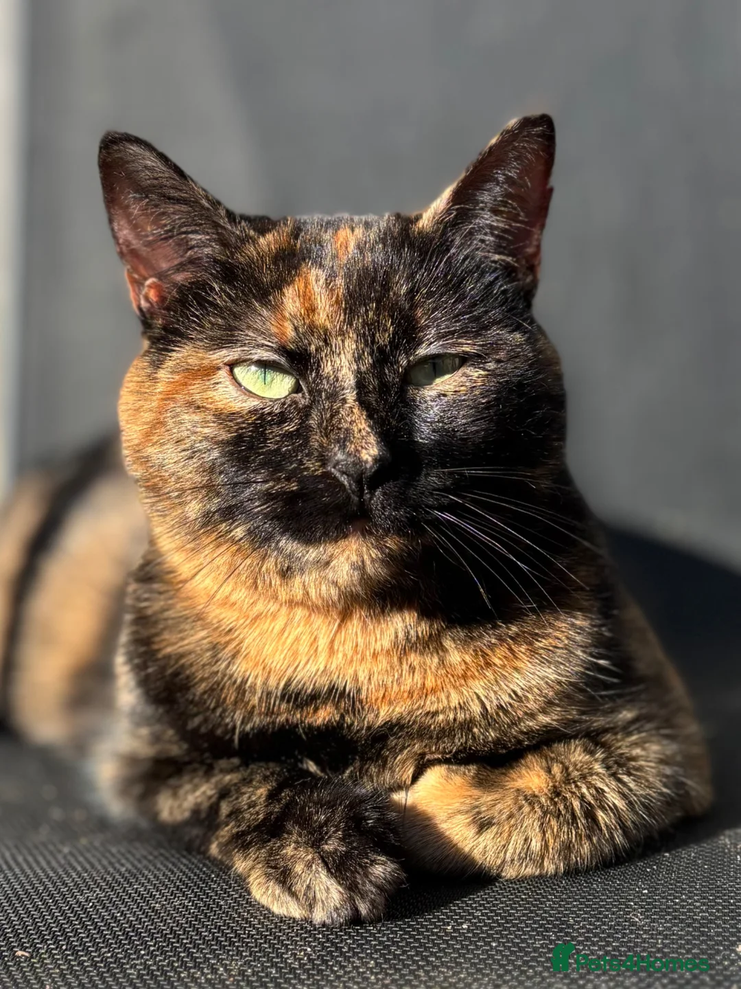 Mixed Breed cats for sale: ✨ 🐾 Kittens ready from today 🐾✨ - Advert 2