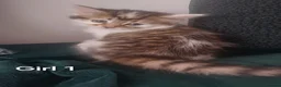 Mixed Breed cats for sale: 4 kittens  - Advert 21