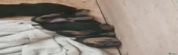 Rottweiler dogs for sale: Rottweiler puppies ready on the 16th of October in South Shields - Advert 2