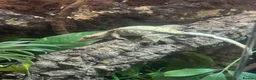 Mixed Breed rabbits for sale: Crested Geckos - Advert 3