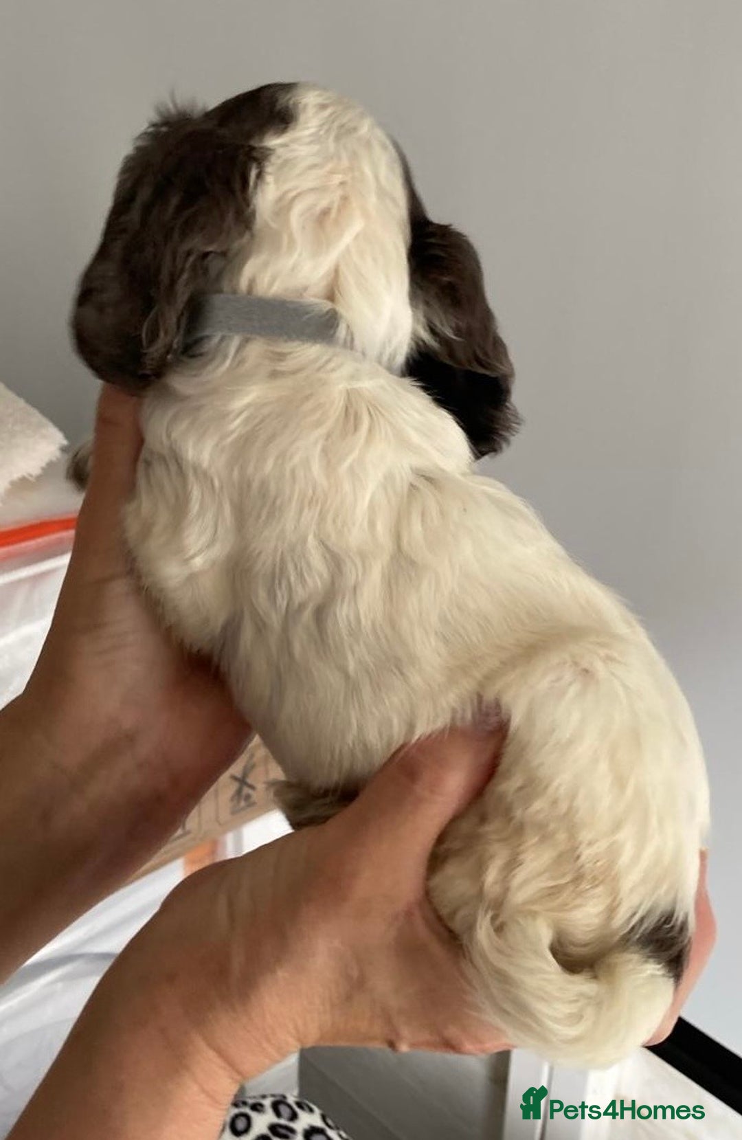 Cocker Spaniel dogs for sale: Beautiful Cocker Spaniel Puppies - Image 13