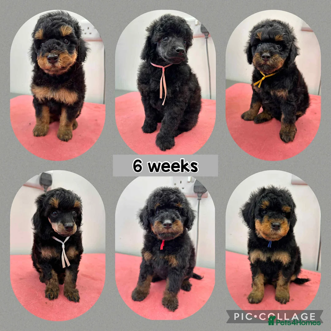 Toy Poodle dogs for stud: Health Tested Toy poodle for stud in Wareham - Advert 8