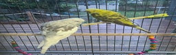 Budgerigars birds for sale: 2 Show Budgies 35 Ponds each - Advert 4