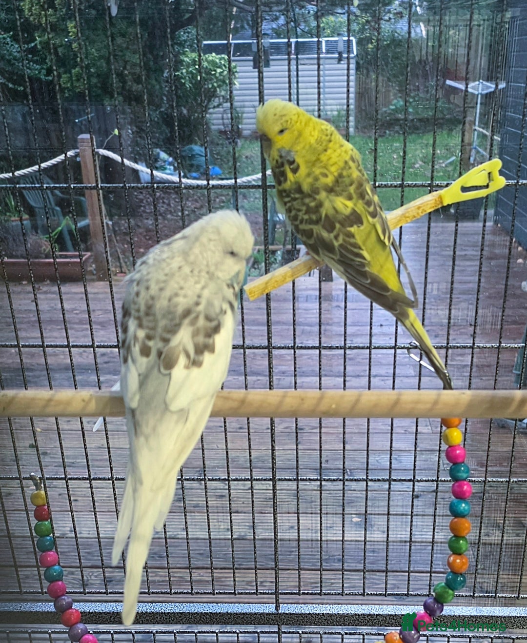 Budgerigars birds for sale: 2 Show Budgies 35 Ponds each - Advert 4