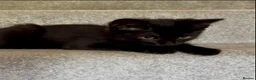 Mixed Breed cats for sale: Last 2 black cats 1 boy 1 girl 💙🩷 - Advert 3