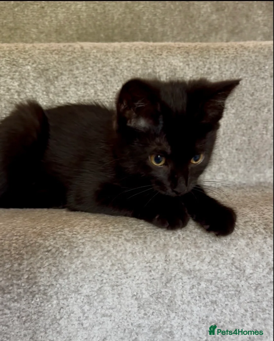 Mixed Breed cats for sale: Last 2 black cats 1 boy 1 girl 💙🩷 - Advert 3