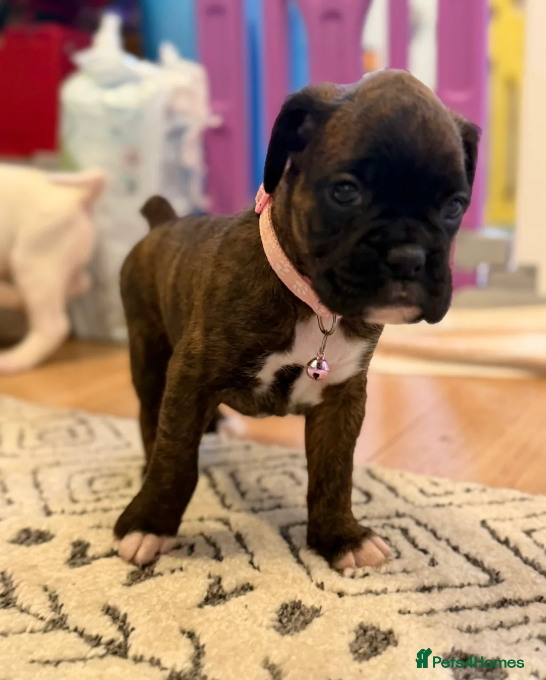 Boxer dogs for sale: Beautiful bobtails/long tails ready April 25th. - Advert 1