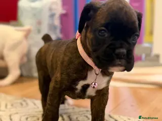 Boxer dogs Beautiful bobtails/long tails ready April 25th. - Advert 2