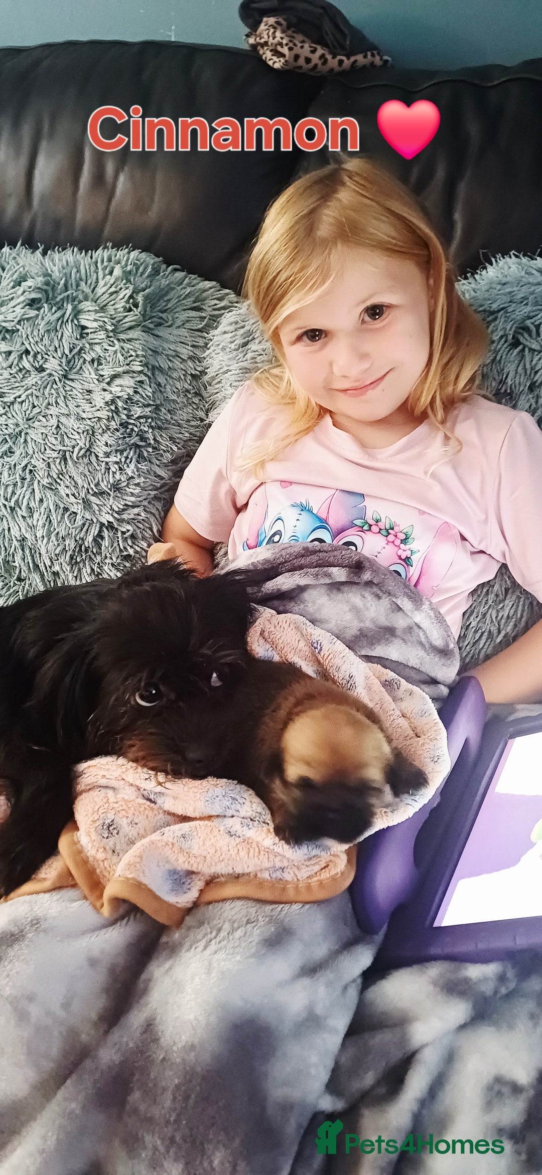 Shih Tzu dogs for sale: Beautiful trio colours Shihtzu puppies 1 left ❤️ - Image 8