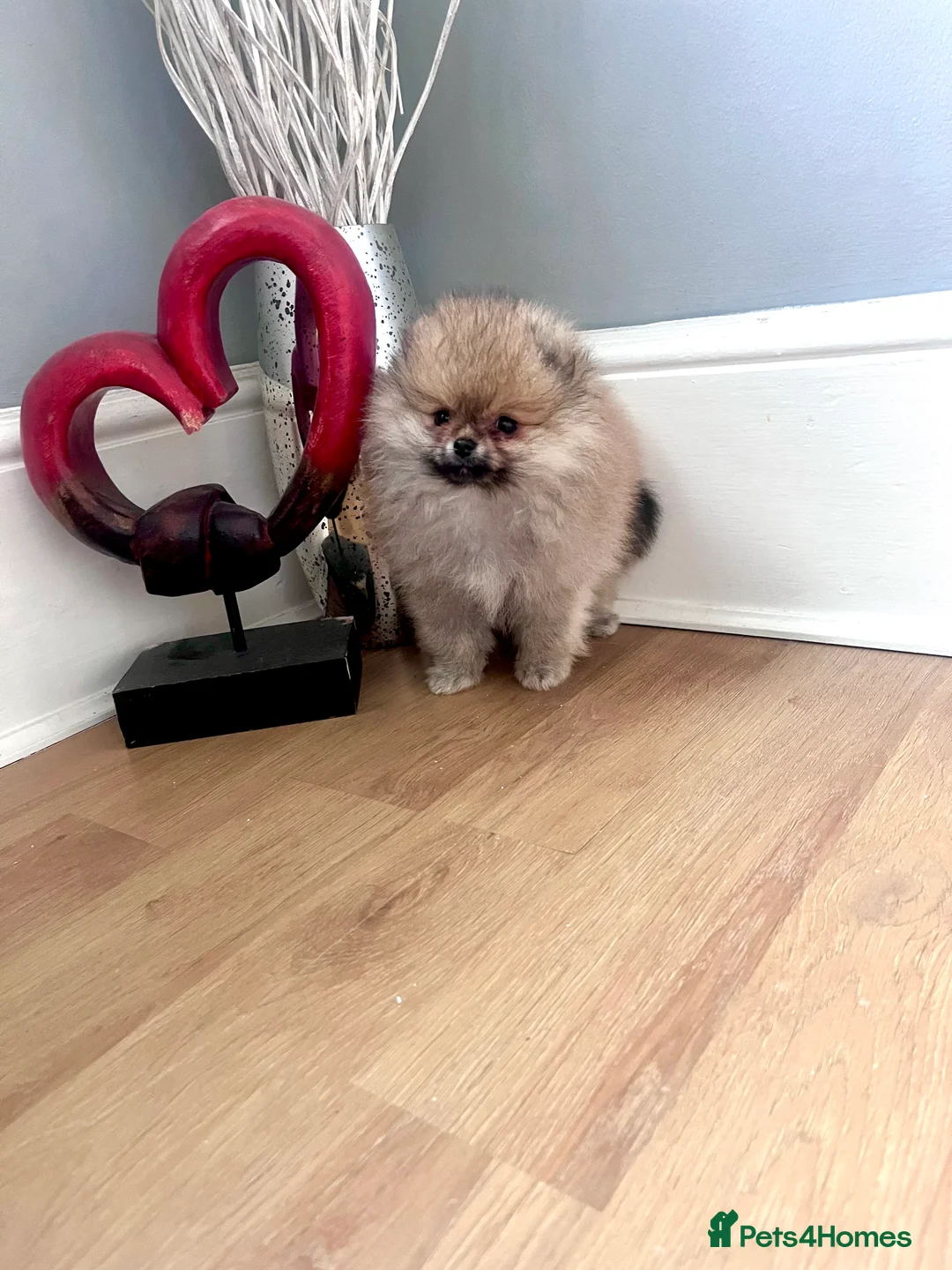 Pomeranian dogs for sale: Top Quality 🏆Championship 🧸Teddy Bear - Advert 6