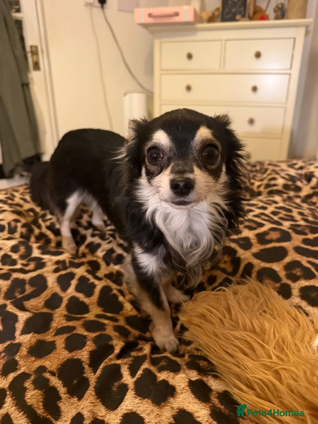 Pomchi dogs for sale: Beautiful Pomchi fluffy puppies available now in Deeside - Advert 2