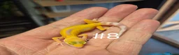 Gecko reptiles for sale: Female Leopard Geckos - Advert 2