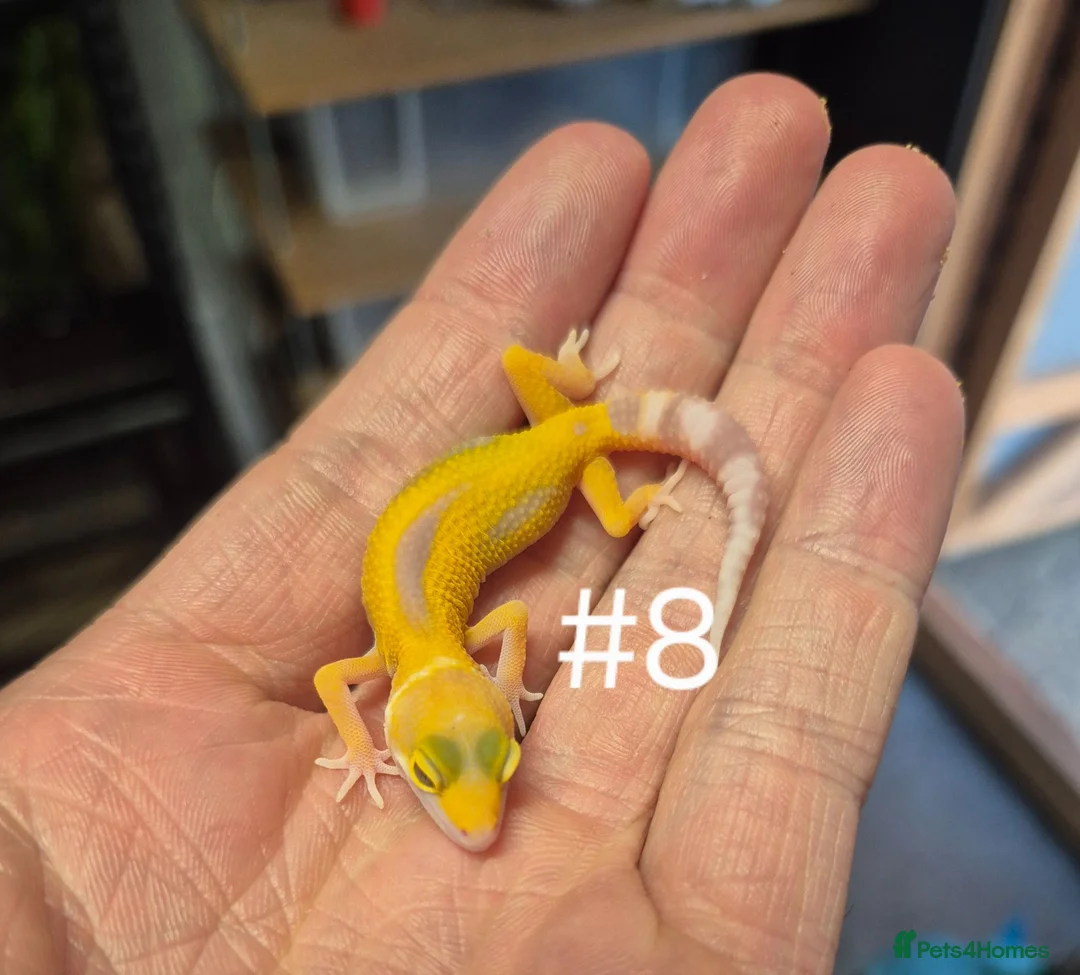 Gecko reptiles for sale: Female Leopard Geckos - Advert 2