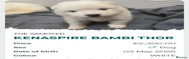 Bambi thor