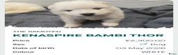 Samoyed dogs for sale: KC registered Pure Bred Samoyed Puppies - Advert 2
