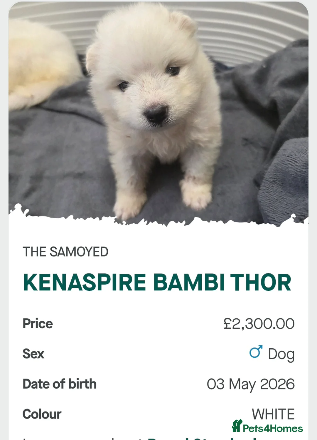 Samoyed dogs for sale: KC registered Pure Bred Samoyed Puppies - Advert 2