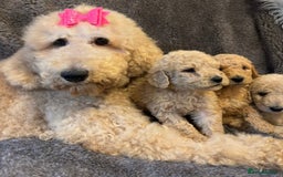 Bernedoodle dogs for sale: Bernedoodle stunning puppies F1b cuddly standard - Image 8