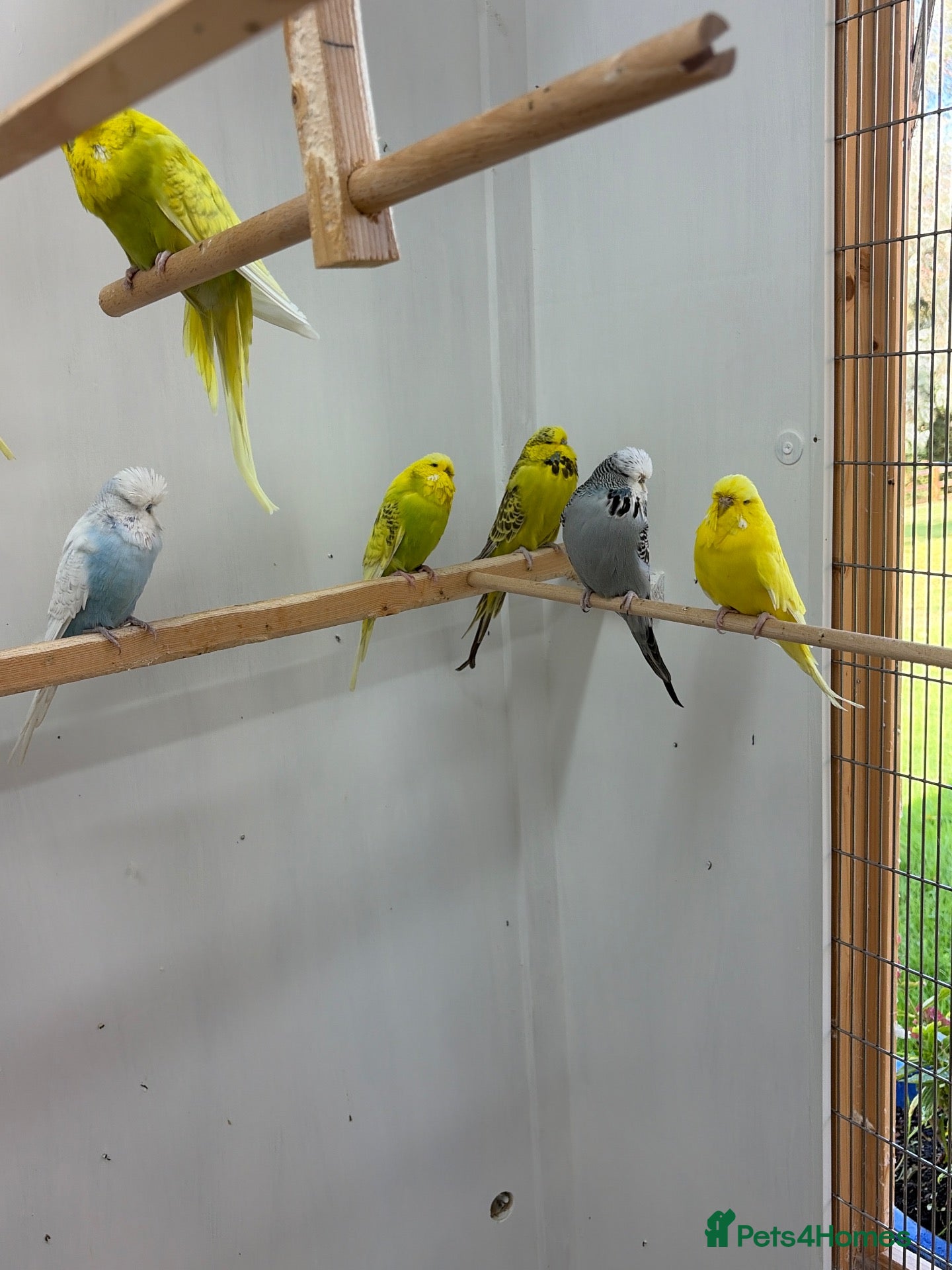 Budgerigars birds Exhibition Budgerigars from champion stock - Advert 18