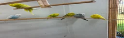 Budgerigars birds for sale: Exhibition Budgerigars from champion stock in Cranleigh - Advert 1