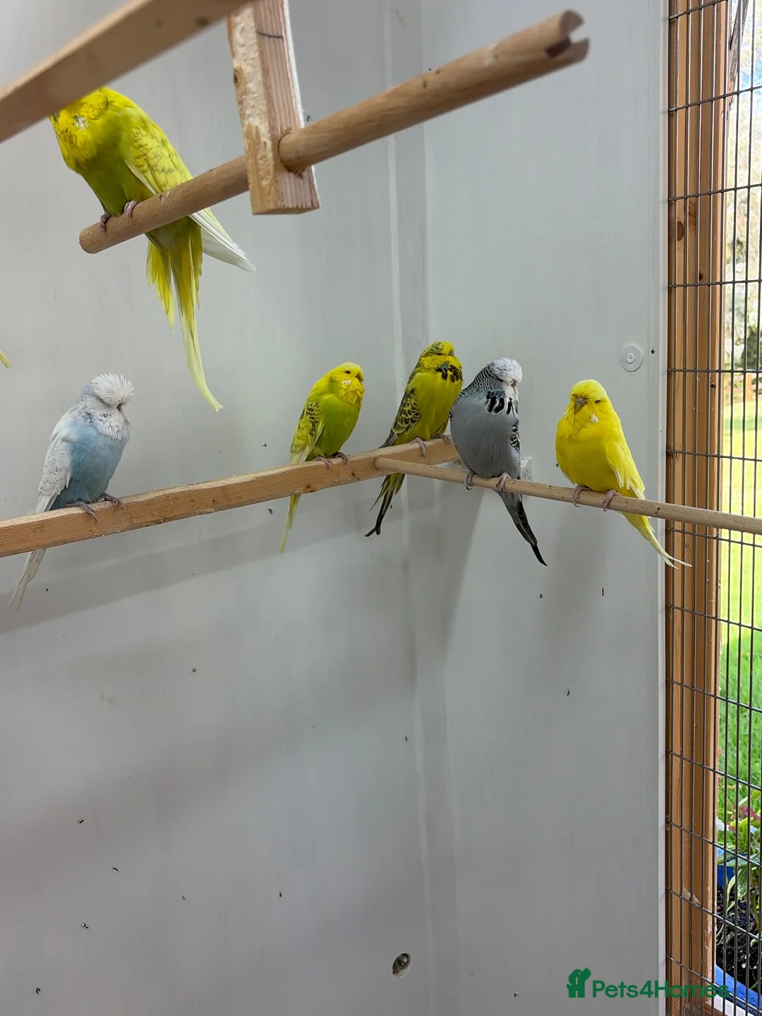 Budgerigars birds for sale: Exhibition Budgerigars from champion stock in Cranleigh - Advert 1