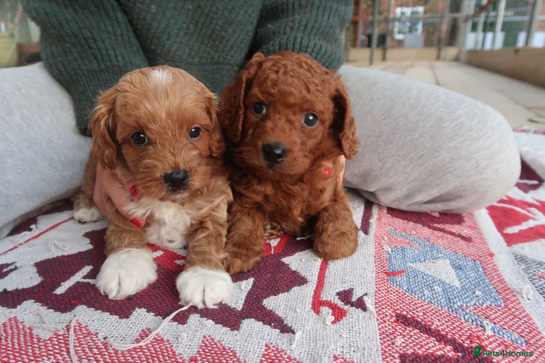 Cockapoo dogs for sale: Very unique Asian Toy Cockerpoos - Image 20