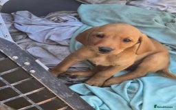 Labrador Retriever dogs for sale: Last Beautiful Fox Red KC Reg Lab Pups READY NOW - Image 15