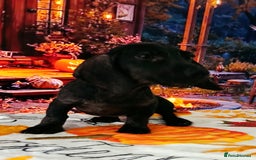 Miniature Dachshund dogs for sale: FULLY VAX MINI WIRE  PRA LAFORA CLEAR  - Image 7